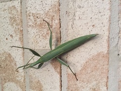 Tropidoderus childrenii