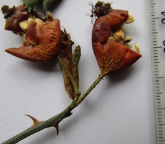 Rosa transsilvanica