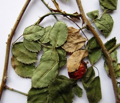 Rosa transsilvanica