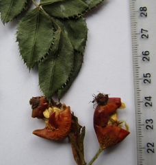 Rosa transsilvanica