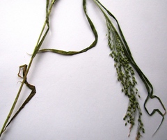 Panicum miliaceum miliaceum