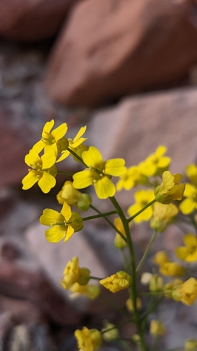 Image of Draba zionensis by (c) Darrin Gobble, some rights reserved (CC BY)
