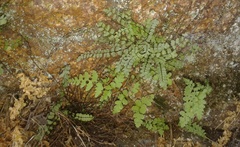 Asplenium trichomanes trichomanes
