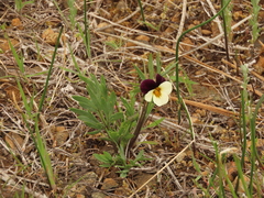 Viola hallii