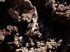 Anthelephila pedestris