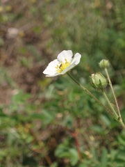 Drymocallis rupestris