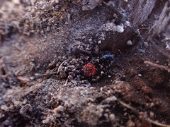 Prostemma sanguineum