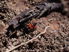 Prostemma sanguineum