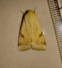 Heliothis peltigera