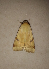 Heliothis peltigera
