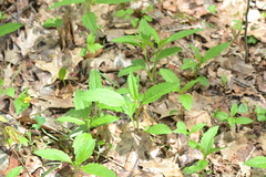 Collinsonia canadensis