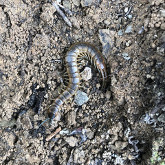 Scolopendra cingulata