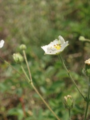 Drymocallis rupestris