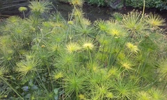 Cyperus prolifer