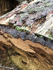 Phellinus chrysoloma