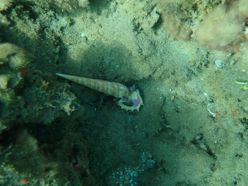 Drupa rubusidaeus observed 2022-02-11