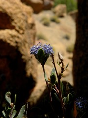 Globularia alypum
