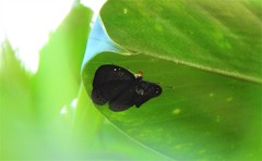 Eurybia molochina