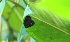 Eurybia molochina