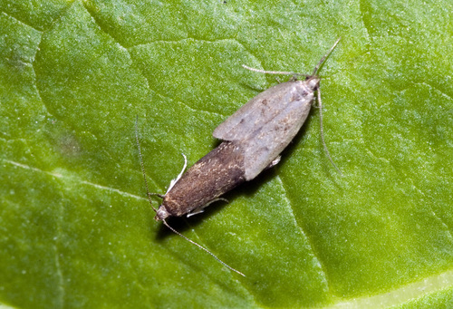 Gymnobathra tholodella photo 4
