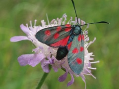Zygaena viciae
