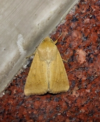 Helicoverpa armigera