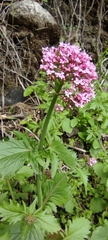 Centranthus macrosiphon
