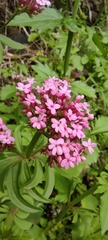 Centranthus macrosiphon