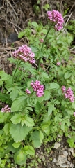 Centranthus macrosiphon