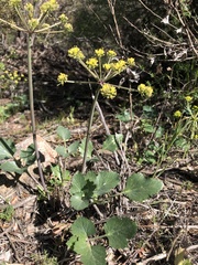 Lomatium lucidum