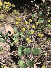 Lomatium lucidum