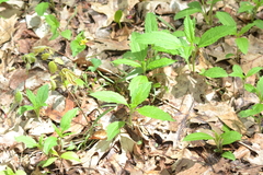 Collinsonia canadensis