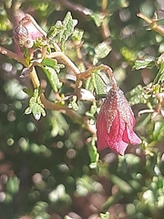 Hermannia spinosa