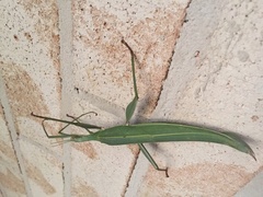 Tropidoderus childrenii