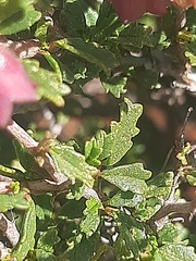 Hermannia spinosa