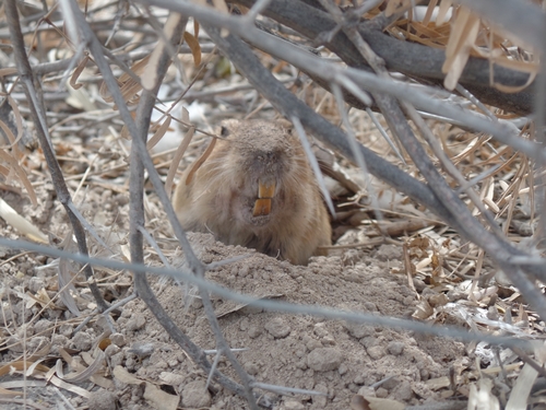 Yellow-faced Pocket Gopher