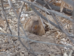 Cratogeomys castanops