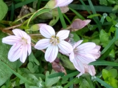 Claytonia