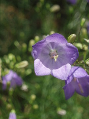 Campanula gentilis