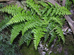 Asplenium obovatum obovatum