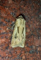 Agrotis spinifera
