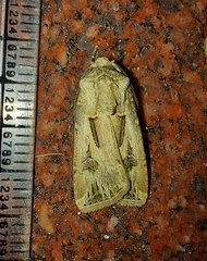 Agrotis spinifera