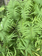 Polypodiodes