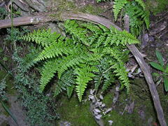 Asplenium obovatum obovatum