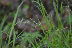 Poa alsodes
