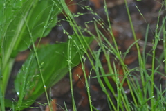 Poa alsodes