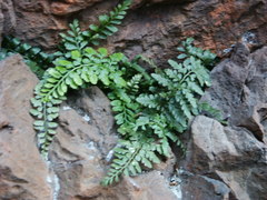 Asplenium obovatum obovatum