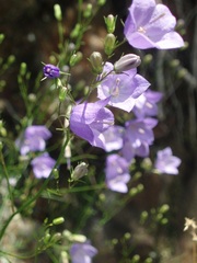 Campanula gentilis
