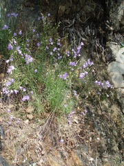 Campanula gentilis