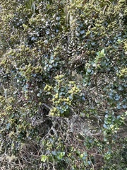 Metrosideros perforata